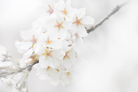 selective focus photography of white cherry blossom flowers thumbnail