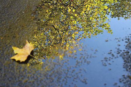 leaf on body of water thumbnail