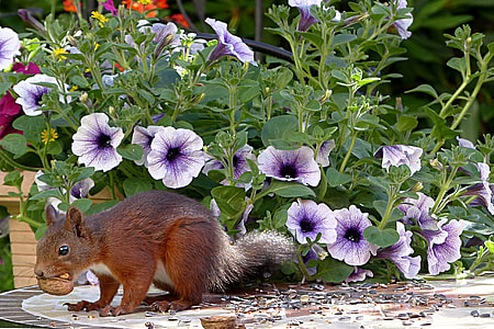 squirrel beside purple petunia flowers thumbnail