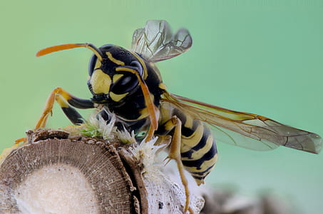 Yellow and Black Wasp on Brown Branch thumbnail