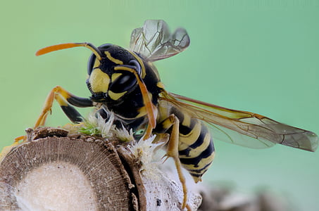 selective focus photography of yellow jacket wasp perched on log thumbnail