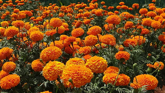orange flowers thumbnail