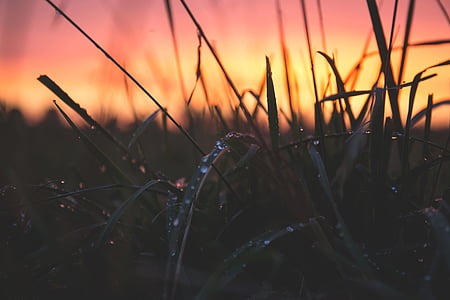 focus photo of green grass thumbnail