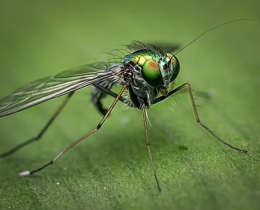 macro shot of green fly thumbnail