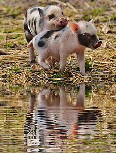 two piglets near body of water thumbnail