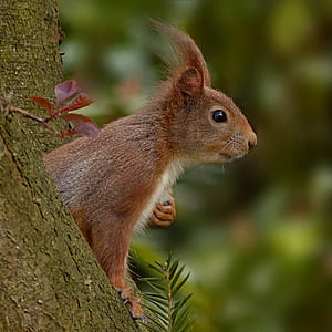 selective focus photography of red squirrel on tree thumbnail
