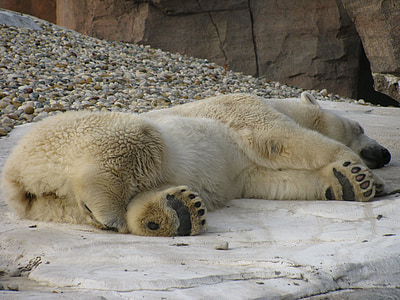 polar bear lying on snow-covered land thumbnail