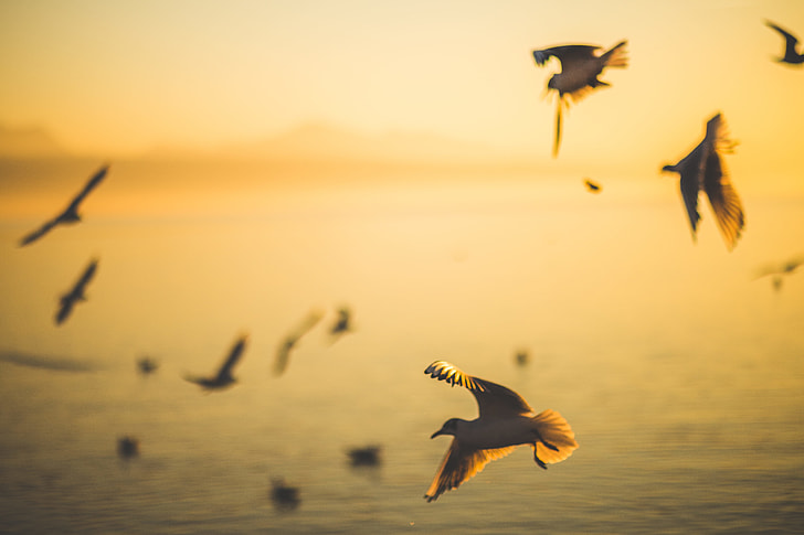 White Seagulls at Beach