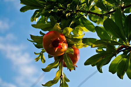 closeup photography of pomegranate fruit thumbnail