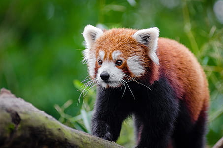 shallow focus photography of red Panda thumbnail