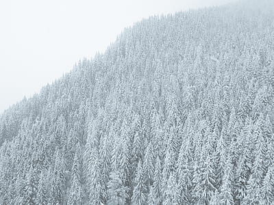 landscape photography of snow-coated pine trees thumbnail