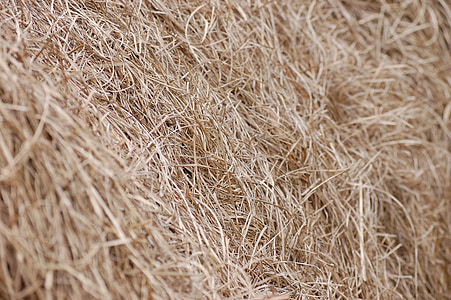 closeup photo of brown hays thumbnail