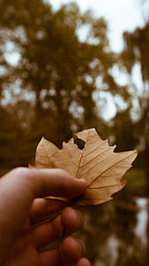 The New Fall thumbnail