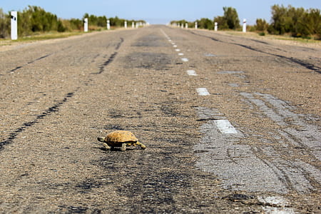 brown and gray tortoise on gray pave road thumbnail