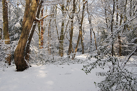 snow covered forest thumbnail