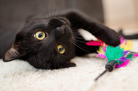 shallow focus of black cat looking at the camera lying on white carpet thumbnail