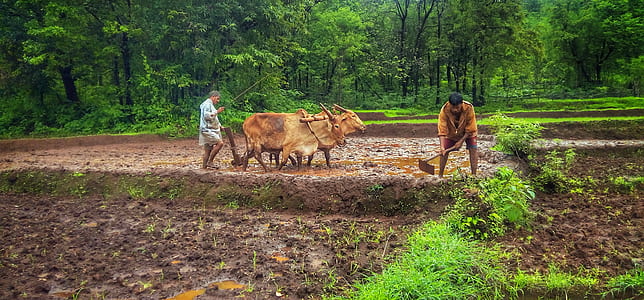 man walking with his cattle on farm thumbnail