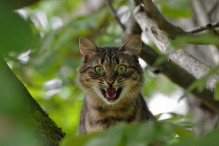 silver tabby cat on the tree brunch thumbnail