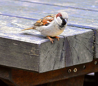 brown and white sparrow bird perching on brown wooden board thumbnail