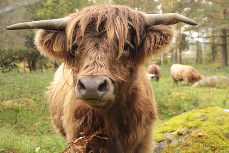 brown yak on green grass thumbnail