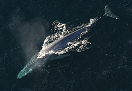 gray whale on body of water thumbnail