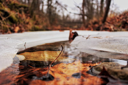 brown leaf in water thumbnail