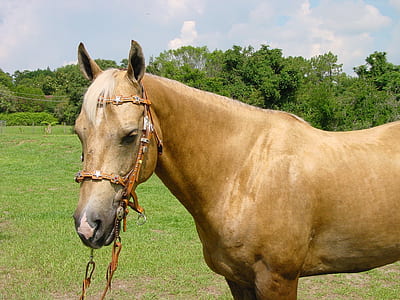 horse outdoor during daytime thumbnail