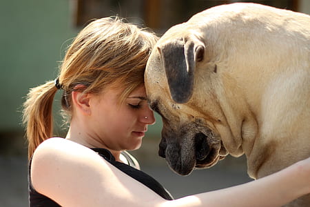 woman with fawn bullmastiff during daytime thumbnail