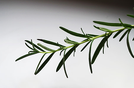 green leaf close-up photo thumbnail