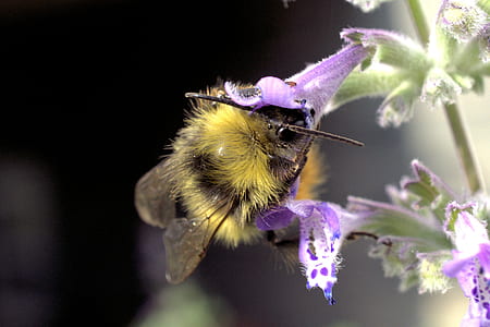 bumblebee on flower thumbnail