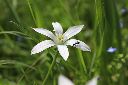 black insect on white flower thumbnail