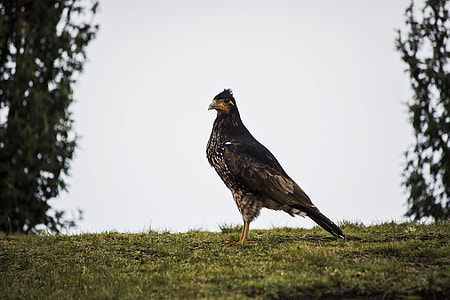 brown bird standing on grass thumbnail
