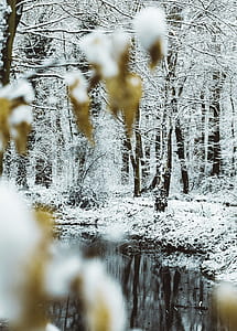 green trees near river at daytime photo thumbnail