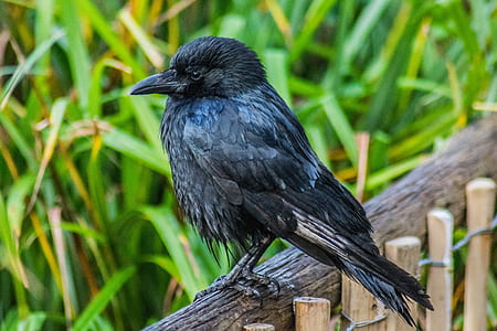 black bird on brown wooden platform thumbnail