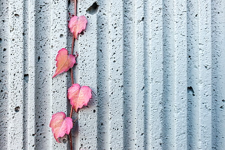 four pink leaves on pavement thumbnail