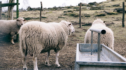 low light photography of sheeps thumbnail