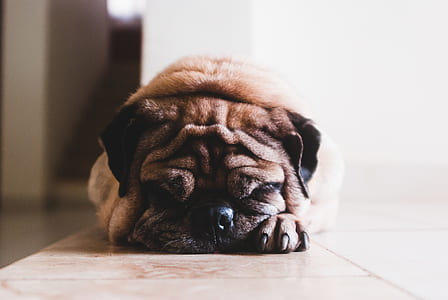 sleeping fawn pug on tile floor thumbnail