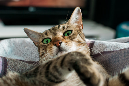 brown tabby cat in shallow focus photography thumbnail