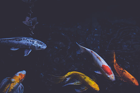 five assorted koi fishes thumbnail