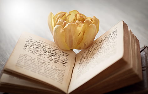 book, font, flower, tulip, blossom, bloom thumbnail