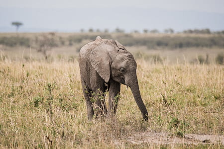 elephant standing on grass field at daytime thumbnail