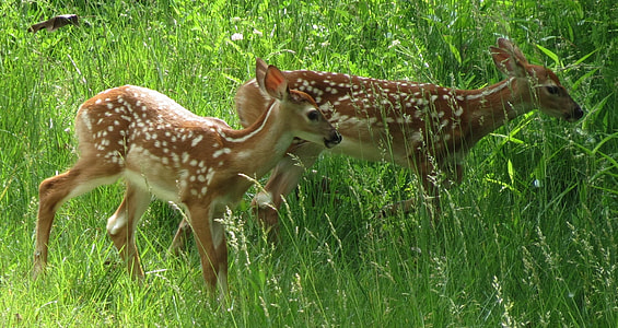 two brown deers in field thumbnail
