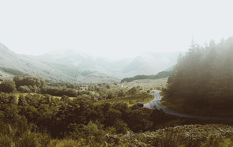 winding road near pine trees during daytime thumbnail