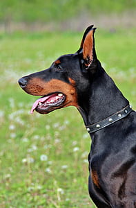Doberman looking at its direction thumbnail