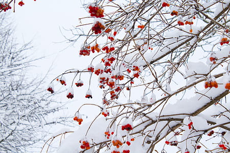 Low Angle Shot of Leafless Tree With Orange Flowers thumbnail
