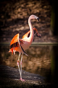 pink and orange Flamingo thumbnail