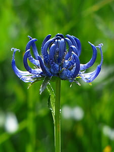 closeup photography of purple cornflower thumbnail
