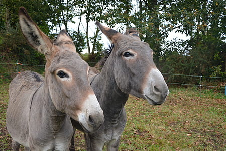 two gray donkey standing on grass thumbnail