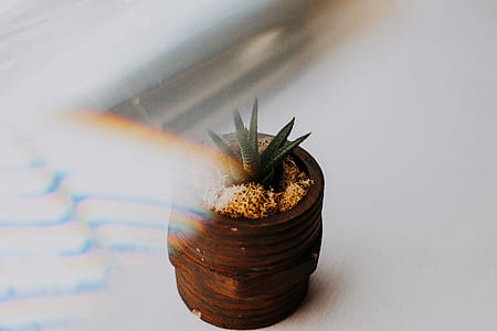 snake plant on pot thumbnail