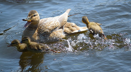 duck with ducklings on body of water thumbnail